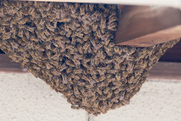 Bee Removal